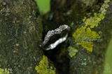 Lichen Ring 