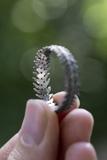 Fern Ring